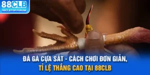 Đá Gà Cựa Sắt - Cách Chơi Đơn Giản, Tỉ Lệ Thắng Cao Tại 88CLB