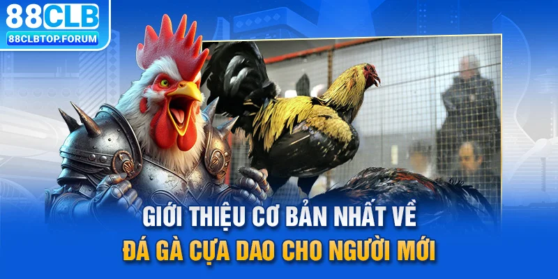 Giới thiệu cơ bản nhất về đá gà cựa dao cho người mới