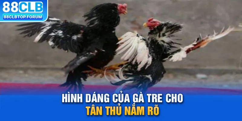 Hình dáng của gà tre cho tân thủ nắm rõ