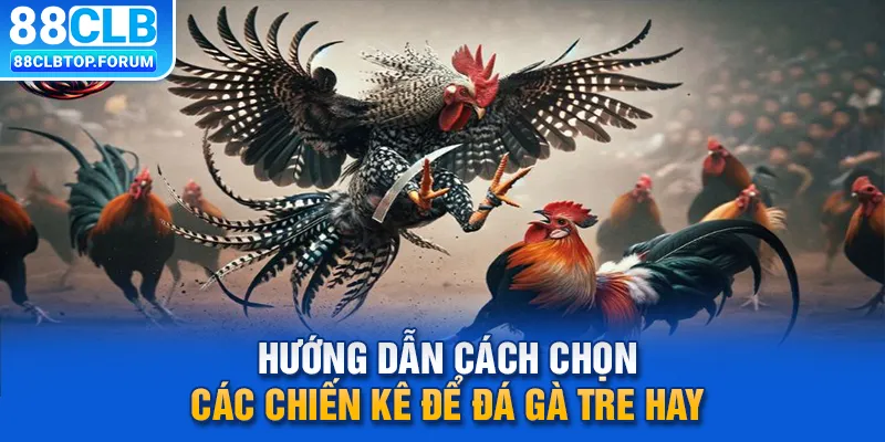 Hướng dẫn cách chọn các chiến kê để đá gà tre hay