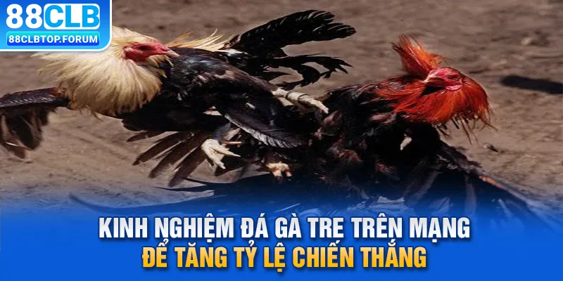 Kinh Nghiệm Đá Gà Tre Trên Mạng Để Tăng Tỷ Lệ Chiến Thắng