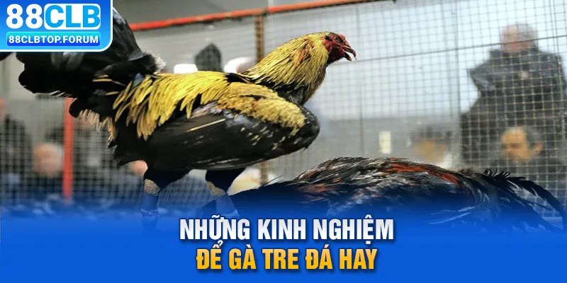 Những kinh nghiệm để gà tre đá hay