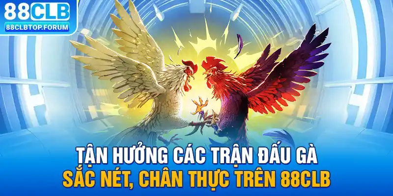 Tận hưởng các trận đấu gà sắc nét, chân thực trên 88clb