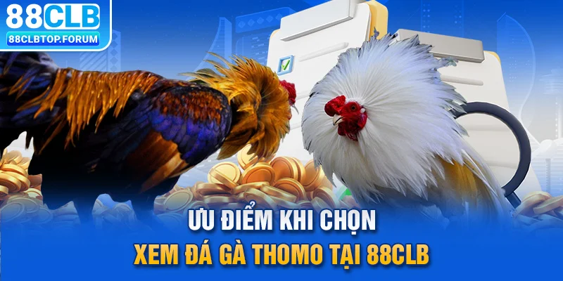 Ưu điểm khi chọn xem đá gà Thomo tại 88CLB